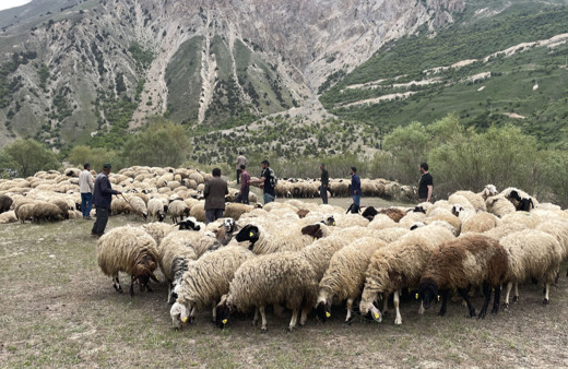 Hakkari'de 200 besiciye 4 bin küçükbaş hayvan dağıtılıyor