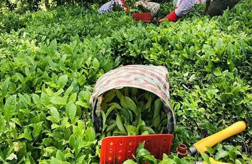 ÇAYKUR 49 fabrikasında 24 saat yaş çay alımı yapacak