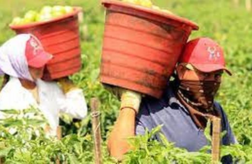 ABD, California’da bir serada kötü koşullarda tarım işçiliği yapan 62 göçmen aile bulundu