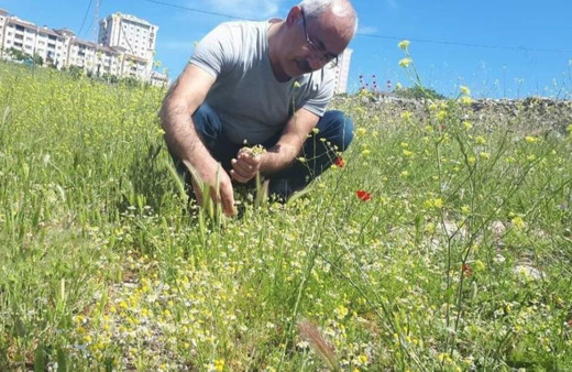 Uzmanlar uyarıyor: Her papatya şifalı değildir!