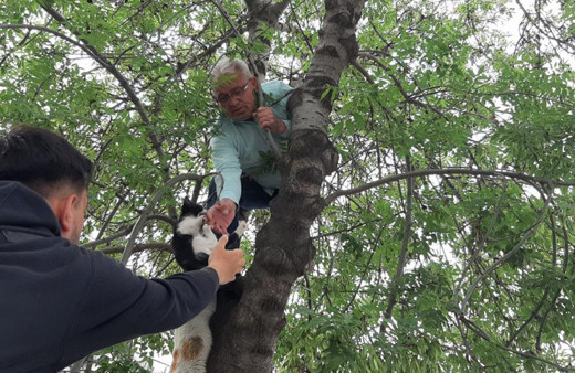 Seçimi bıraktı, canını hiçe saydı! Yavru kediyi kurtarmak için ağaca tırmandı