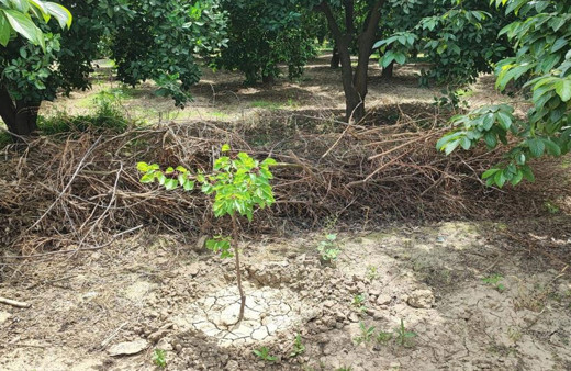 Adana'da vahşet! Hurma bahçesinde bulundu