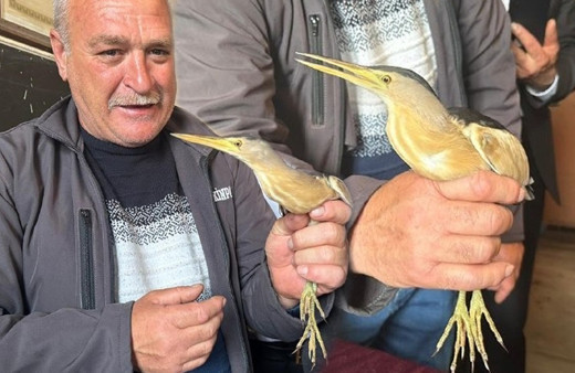 Nesli tükenmek üzere! Ardahan'da bitkin halde bulundu, koruma altına alındı
