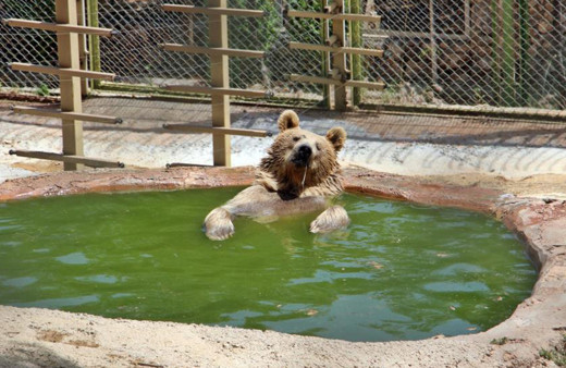 Sıcaktan bunalan boz ayı ailesinin havuz keyfi! Sudan çıkmak bilmedi böyle poz verdi