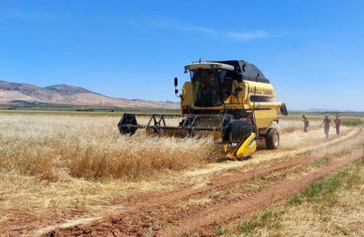 Mardin'de ilk arpa hasadı başladı! Verim 3 kat arttı!