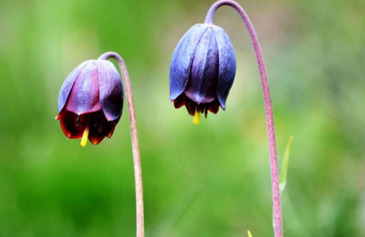 Erzurum Palandöken’de Kaf Laleleri açtı