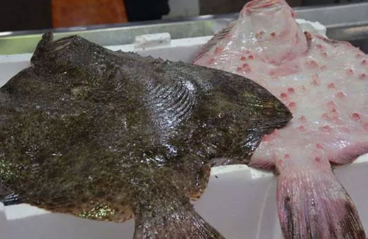 Şile'de kaçak avcılara baskın! 9 ton kalkan balığına el konuldu!