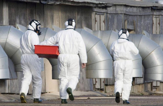 İngiltere’de çiftlikte çalışan iki kişide kuş gribi tespit edildi