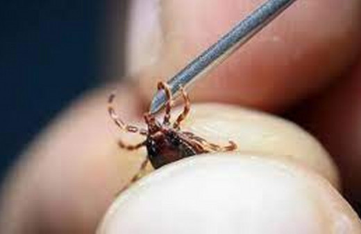 Tokat'ta 2 kişi KKKA hastalığı teşhisiyle tedavi görüyor