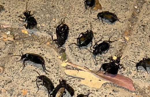 Şanlıurfa'nın Ceylanpınar ilçesini böcekler istila etti