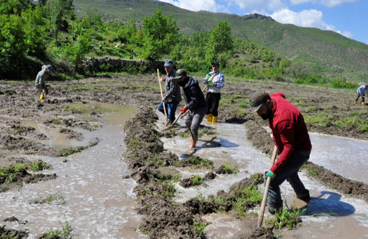Hakkari Çukurca'da ata tohumundan yılda 180 ton pirinç üretiliyor