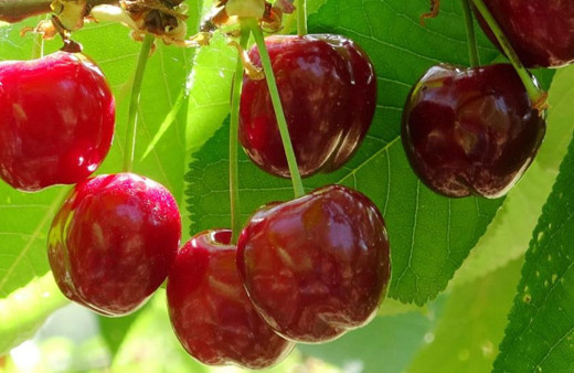 Turfanda kiraz çıktı: İlk hasatlar Norveç, Almanya ve Rusya'ya