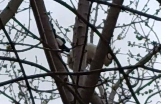 Saksağan ağaçtaki kediyi gagasıyla vurarak düşürmeye çalıştı