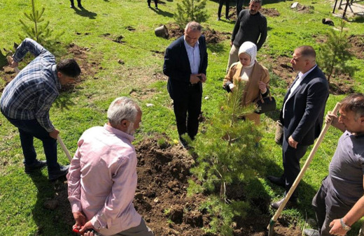 Sivas'ın Ulaş ilçesine 8 bin çam fidanı dikildi