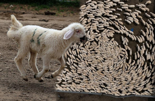 Kapılar açıldı yüzlerce süt kuzusu koşturmaya başladı! Çiftlikte renkli görüntüler: Anneleri ses ve kokularından tanıdı!