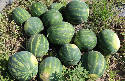 Tescilli Adana karpuzunda hasat başladı