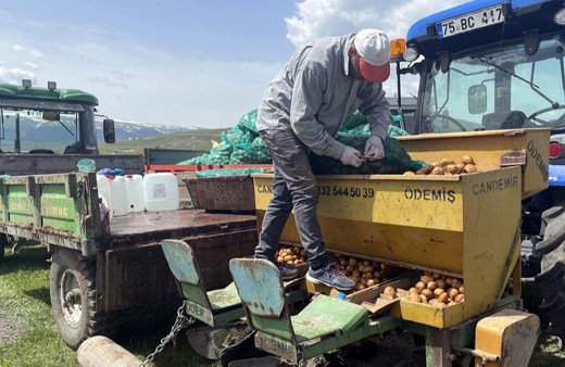Ardahan'ın atıl arazilerinde patates ve kavılca yetişecek