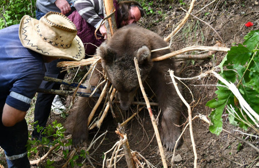 Trabzon'da ayağı çelik tele takılan ayı böyle kurtarıldı!