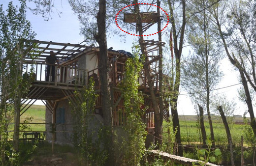 Görenler gözlerine inanamadı: Ağaçta meyve değil tabut var! Hikayesi ise çok acayip...