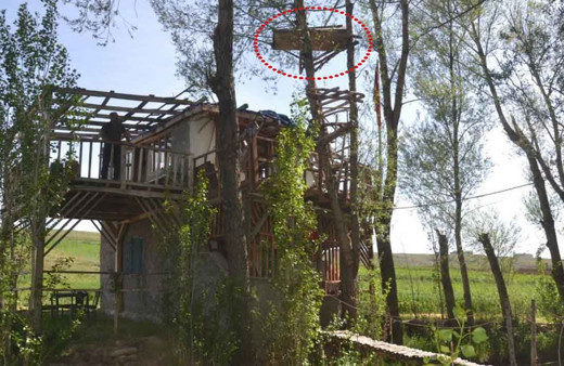 Sivas'ta ilginç manzara: Görenler ağaçtaki tabuta şaşkınlıkla bakıyor! Nedeni ise...