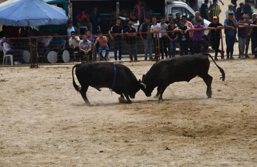 Aydın'da yapılan Avşar Boğa Güreşleri, depremzedeler yararına gerçekleşti