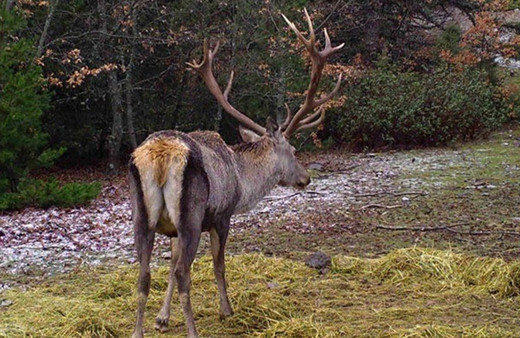 Denizli'de fotokapanlara belgesellik görüntüler yakalandı