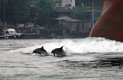 İstanbul Boğazı'nda yunuslar geçen gemilere eşlik etti