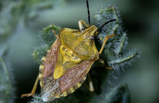ODTÜ kampüsünden muhteşem görüntüler!