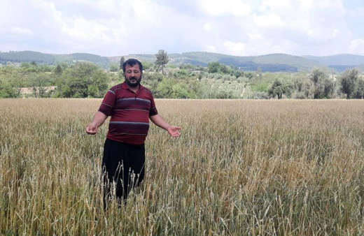 Osmaniye'de dolu yağışı buğday tarlalarını vurdu