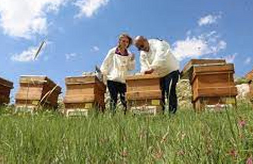 Mersin'de yaylaya yağan kar, arıcıları bal rekoltesi için umutlandırdı