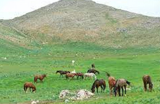 At Yaylası, yeşillenen otlaklarıyla yılkı atlarını ve hayvan sürülerini ağırlıyor