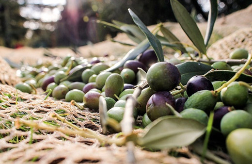 Gemlik zeytinine Avrupa Birliği tescili geliyor