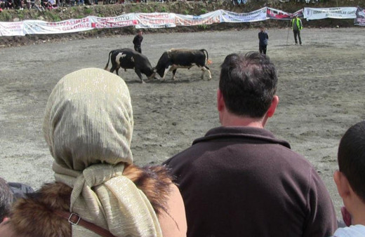 Artvin'de geleneksel boğa güreşleri devam ediyor