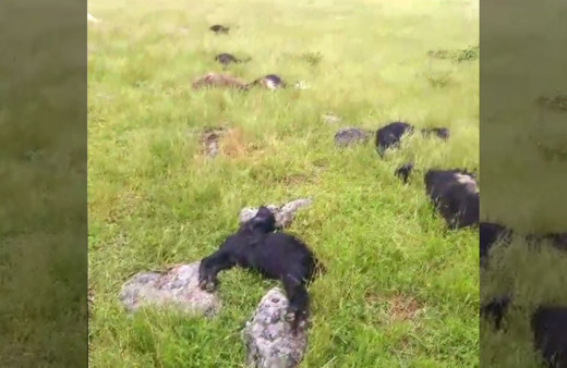 Bitlis'te yıldırım düştü: 20 koyun telef oldu!