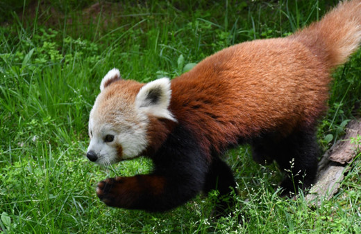 Bursa'nın yeni sevimlisi kızıl panda yuvasına kavuştu