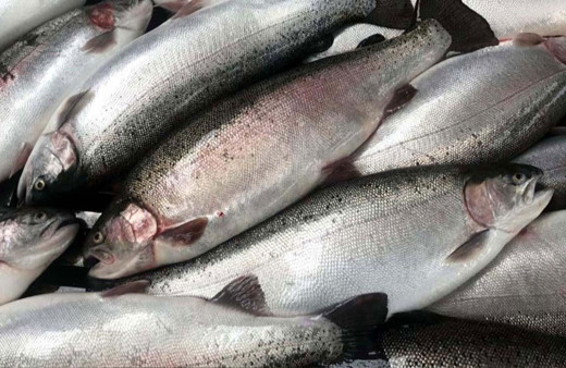 Migros, Karadeniz’de Türk somonu hasadına başladı