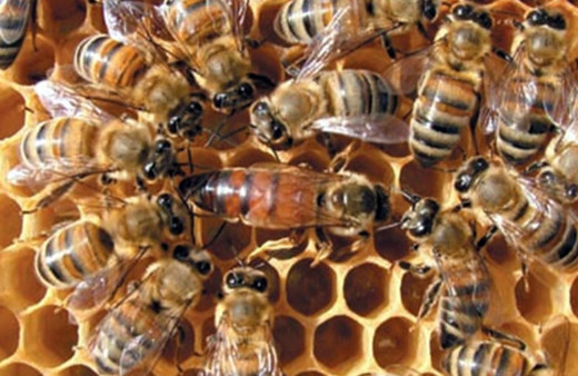 Yılda 5 bin kraliçe arı üretiyor, tanesini 300 liradan satıyor!