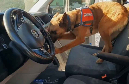 Narkotik köpeği 'Yalman' zulayı patlattı: Uyuşturucuyu böyle buldu!
