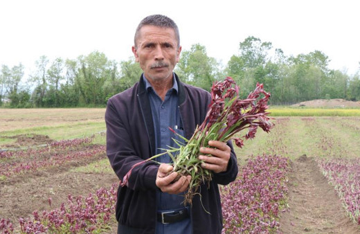 Herkes üretmeye başladı yine de fiyat düşmüyor kilosu 2 bin TL! Resmen topraktan çıkan altın: Tavsiye ediyoruz