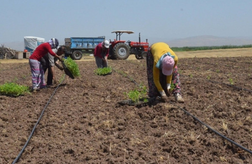 Edirne'de üreticilere dağıtılan yüzde 75 hibeli karpuz fideleri toprakla buluşturuldu