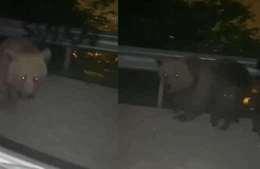 Bursa'da anayola inen ayı korku dolu anlar yaşattı: Otomobile böyle saldırdı o anlar kamerada!