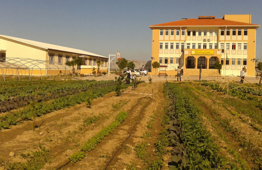 Tarım meslek liselerince üretim yapılan alanlarda hasat başladı