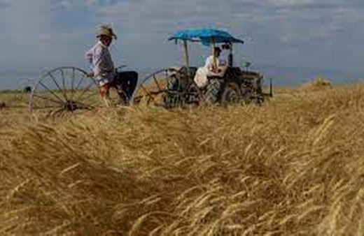 Artan yağışlar buğdayda rekolte beklentisini yükseltti