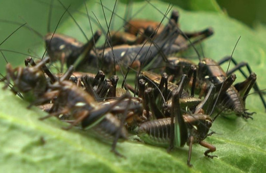 Yok ederek ilerliyorlar! Muş'ta çekirge alarmı