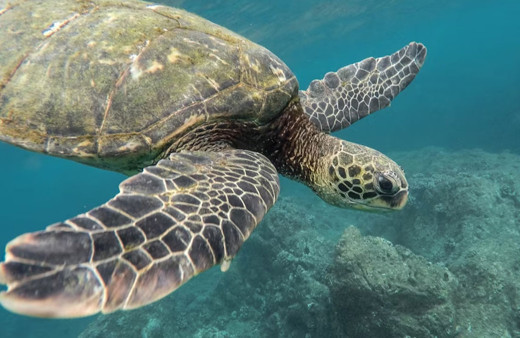 Panama'da deniz kaplumbağalarına yasal haklar verildi