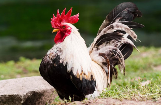 Diyarbakır'da horoz dövüştüren 29 kişiye ceza yağdı!