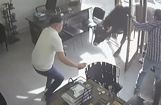 Kırklareli'nde mezbahadan kaçan dana, emlakçıya girdi!