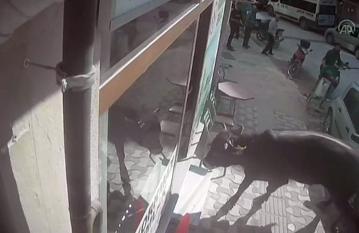 Mezbahadan kaçan dana emlakçıya girdi! O anlar kameraya böyle yansıdı!