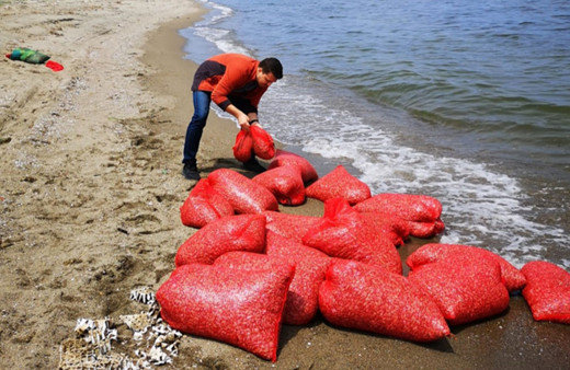 Bursa'da avlanması yasak yüzlerce kilo kum şırlanı ele geçirildi