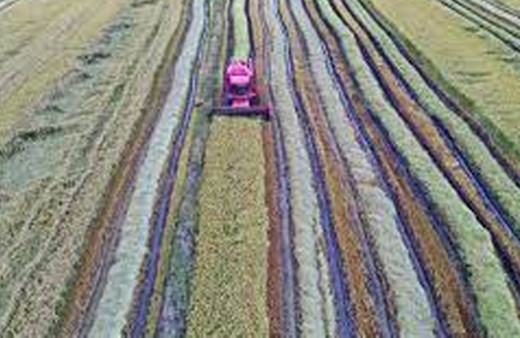 Edirne'de çeltik ekimi başladı